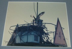 Photograph Of An Osprey and Nest Matted Framed