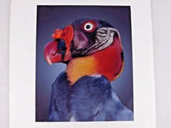 Parrot Nicaragua Color Photo 16″ x 20″ Bird Unique Fowl Animal Portrait Feather