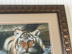 Wildlife Tiger In Water Photography Print, Signed, Framed, 14″ x 11″ (Image)