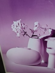 Large GREG COPELAND Fine Art Photograph SEPTEMBER STILL LIFE Flower Signed 1983