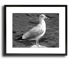 Seagull And Water In Black And White 12″ x 16″ Fine Art Print