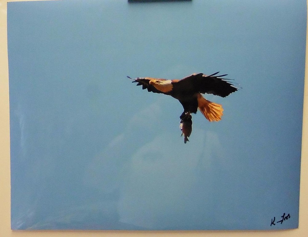 Bald Eagle Bringing Home the Food, 11×14 signed photograph