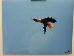 Bald Eagle Bringing Home the Food, 11×14 signed photograph