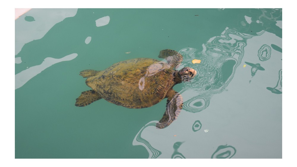 Giant Sea Turtle, Galapagos Islands, High Resolution Image, Many Formats, TV Art