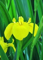 Yellow Iris – Field of Green – Nature Photography