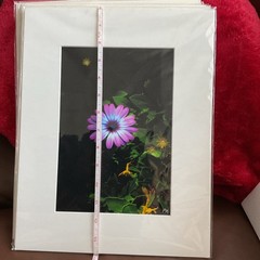 Starlight Purple Flower Matted, Prolific Photo Creative Art By Kathy Marquez