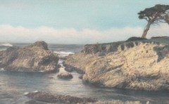 Lg J.M. Garrison Tinted Oil Color Photo Ostrich Tree Monterey 23″x 13.5” VGC