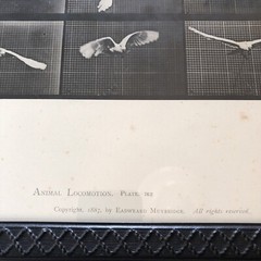 EADWEARD MUYBRIDGE 1887 collotype ANIMAL LOCOMOTION Bird Plates 760 762 Prints