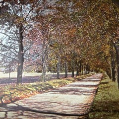 Matted Landscape of Trees and Road Looks Like Autumn Fall Colors