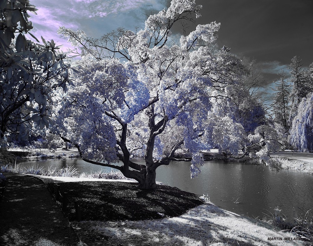 Colorized infrared photograph mounted on board.