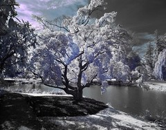 Colorized infrared photograph mounted on board.