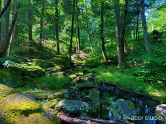 Late Spring- Harriman State Park, NY, Forest, Green, Nature, Outdoor, Stream