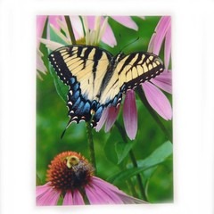 Eastern Tiger Swallowtail Butterfly 5 x 7 Color Photo by Shirley Strom