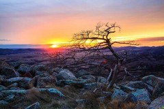 Wichita Mountains Photography Print | Tree at Sunset Picture | Oklahoma Wall Art
