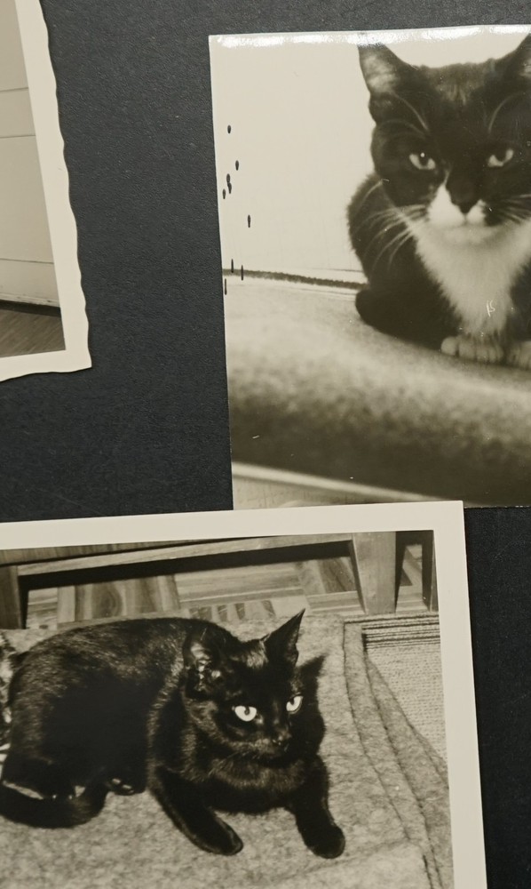 Photo Portrait Young Cat Pet Kitten House Tiger Child Baby Bundle Lot Old