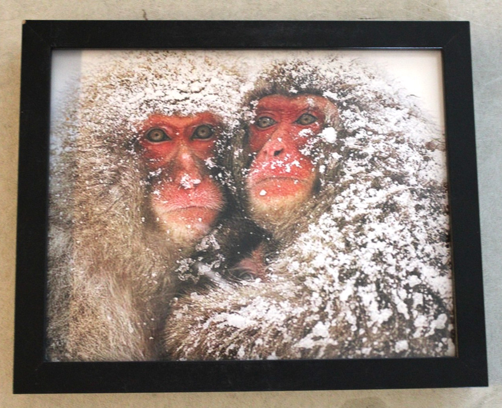Stunning Photograph Two Japanese Macaques SNOW MONKEYS Framed 9×11 Wall Art