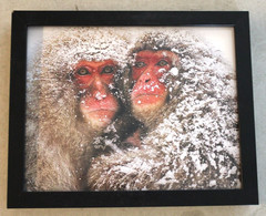 Stunning Photograph Two Japanese Macaques SNOW MONKEYS Framed 9×11 Wall Art