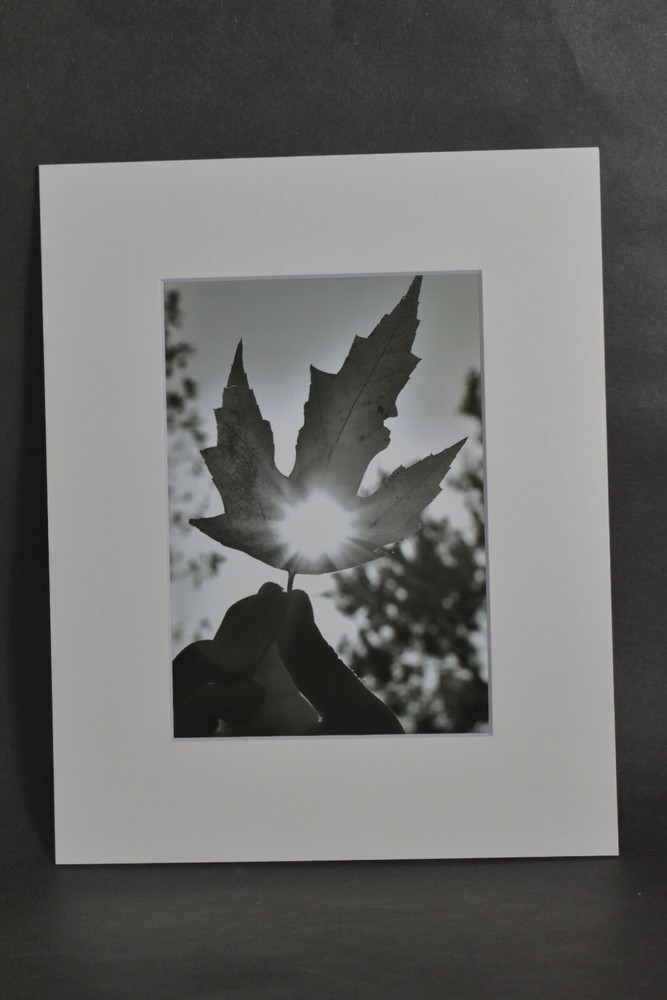 Photograph of Sunlight through Leaf. B & W photo. 4×6 Glossy Photo in 8×10 Matte