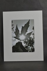Photograph of Sunlight through Leaf. B & W photo. 4×6 Glossy Photo in 8×10 Matte