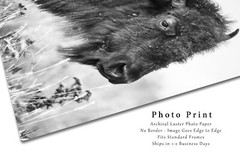 Bison Photography Print – Black and White Picture of Buffalo on Oklahoma Prairie
