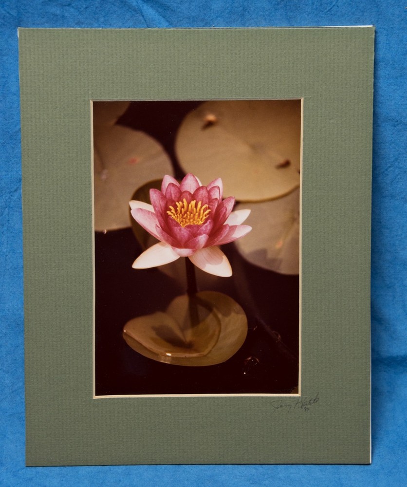 Pink Water Lily & Lily Pads 5×7 print mounted & matted photograph