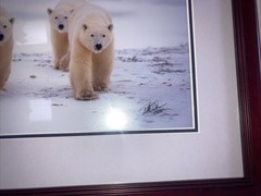 Polar Bear Nature Signed Limited Edition Framed Art Print