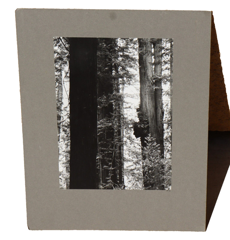 WERNHER KRUTEIN Original Photograph Redwood Trees 1973