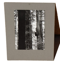 WERNHER KRUTEIN Original Photograph Redwood Trees 1973