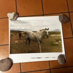 Janine Gordon Photograph 20×24″ C-print Edition 2 Horses Marfa Texas Signed