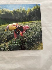 Picking Tea Taiwan Photo 12″ x 18″