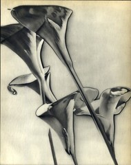 1930 Original MAN RAY Solarized Calla Lily Flower Art Photo Gravure