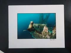 Priya Talwar Photography. Seal In The Ocean Long Beach, California. 8.5×11