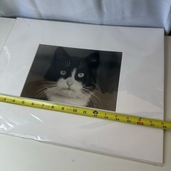 Vintagew Black & White Cat Photo Print (Signed)