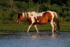 Chincoteague Pony Photo – Mare Freckles – Pick One Image -Various Sizes