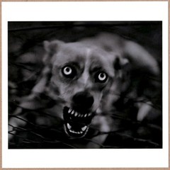 SIGNED GIACOMO BRUNELLI UNTITLED DOG ITALY 2006 FROM THE BOOK ANIMALS LTD 6 x 6