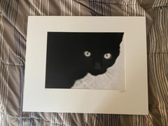 Black Cat. Stunning «Dragon Cat» by famous photographer, Ron Jaffe