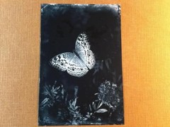 Butterfly One J Edwards Original Art Tintype Limited Series From Artist C045