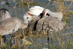 Sandhill Crane Photo, Pick One Image – Various Sizes