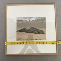 Hawaiian Monk Seal Fine Art Photography Framed Print 16×16 Matted Solid Oak Wood