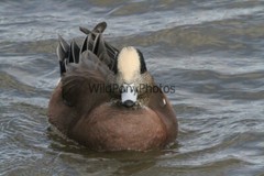 American Widgeon Photo, Pick One Image – Various Sizes