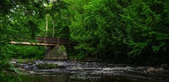 Original Wisconsin Nature Photography Print – Forest Creek & Bridge – Rustic Wal