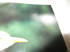 Beautiful Photograph of a Cattle Egret, Louisiana 8 x 10″ Signed, Some Damage