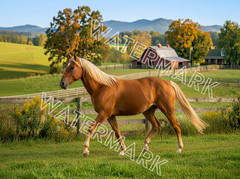 Premium Tennessee Walker Golden Palomino Horse Artwork Digital Image Picture