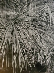 PINE NEEDLES ORIGINAL SIGNED ART PHOTO B&W STETTNER VTG MATTE NJ CAMERA