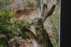 Jackrabbit Wildlife Photo 8″ x 10″ in 11″ x 14″ Matte Signed by Kim Barry