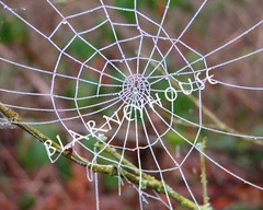 VERY COOL photo of a SPIDER WEB covered in DEW! 8 x 10!! FALL/HALLOWEEN
