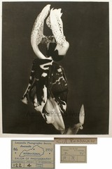 Tiger lily orchid flower floral vintage art photo