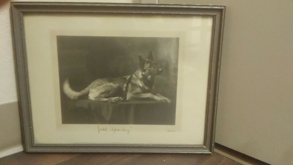 Dog Art Collectibles Dog Photograph Antique Collectibles Images 