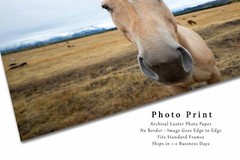 Horse Photography Print: Wyoming Equine Funny Humor Western Animal Photo