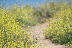 Digital Image Picture Photo Wallpaper: Wildflowers in Bloom